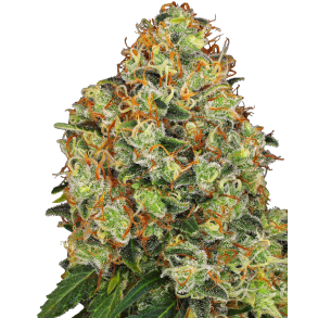 Sweet Tangerine Tango Automatic -5 seeds WL