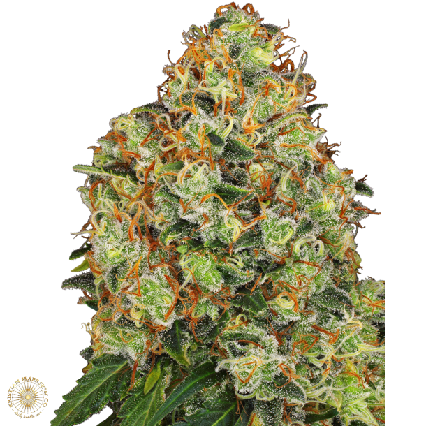 Sweet Tangerine Tango Automatic -5 seeds WL