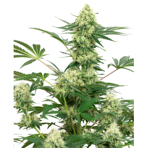 Wedding Cheesecake Fem 2 seed