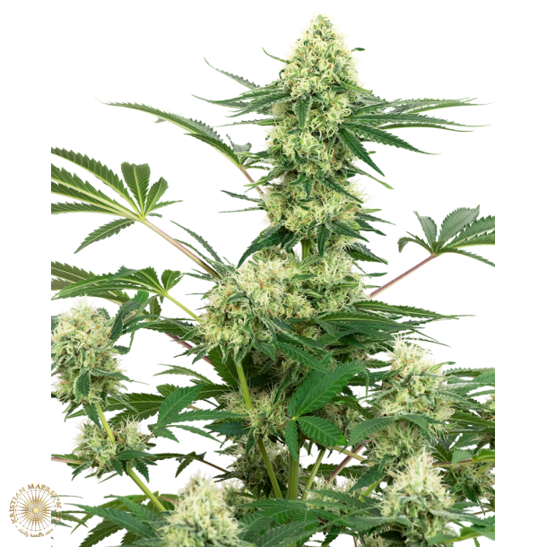 Wedding Cheesecake Fem 2 seed