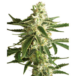 White Diesel Haze Autoflower 5 Fem (5 seeds)