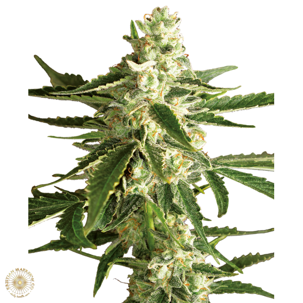 White Diesel Haze Autoblomst 5 Fem (5 seeds)