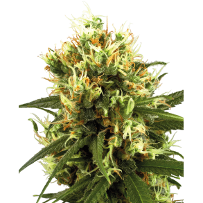 White Haze Autoflower 5 Feminised Seeds WL (5 seeds) 