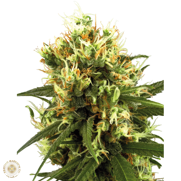 White Haze Autoblomst  5 Feminised Seeds WL (5 seeds) 