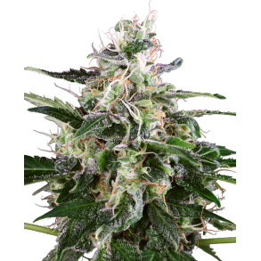 White Skunk Autoflower 5 Fem WL (5 seeds) 