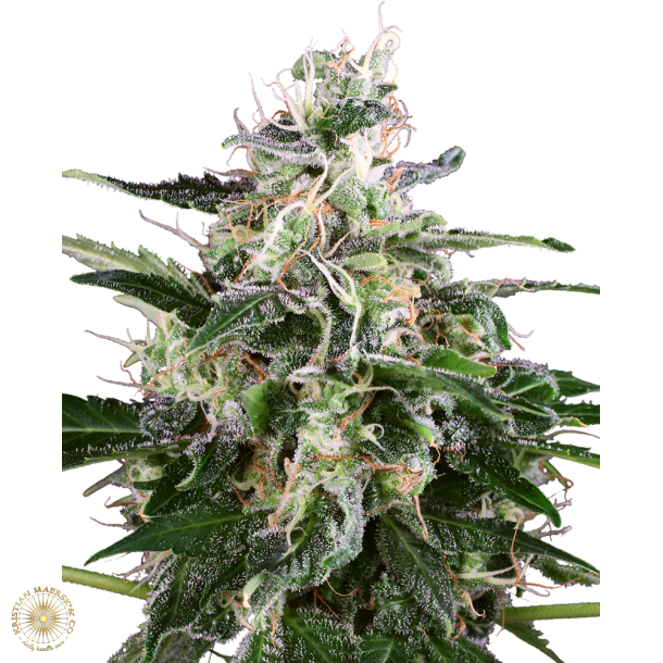 White Skunk Autoblomst 5 Fem WL (5 seeds) 