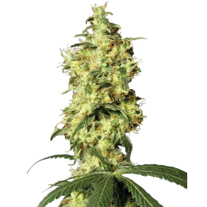 White Widow Automatic 5 Fem WL (5 seeds)