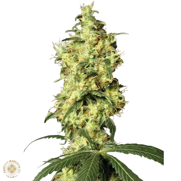 White Widow Automatic 5 Fem WL (5 seeds)